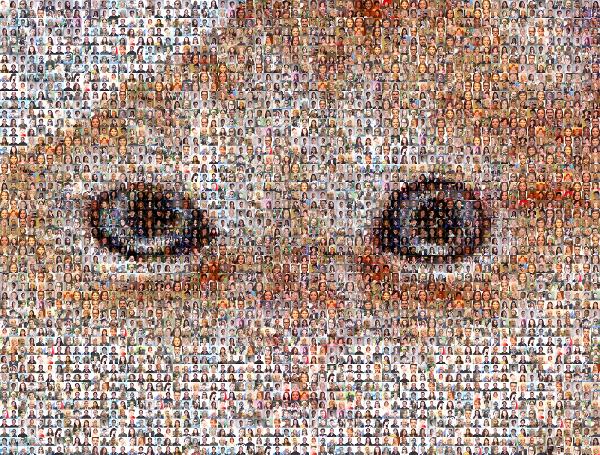 Cat Eyes photo mosaic