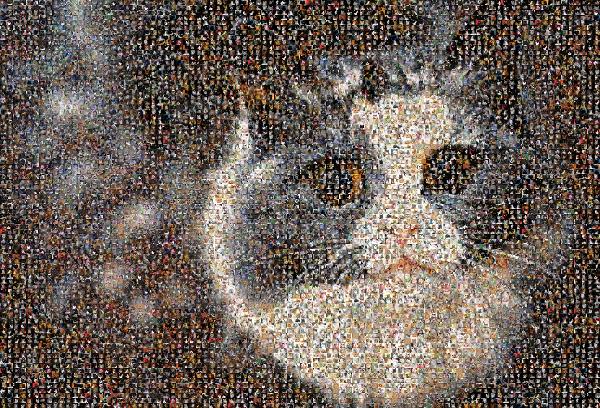 A Beloved Cat photo mosaic