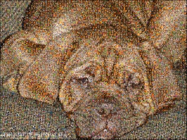 Sleepy Dog photo mosaic