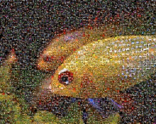 Two Little Fish photo mosaic