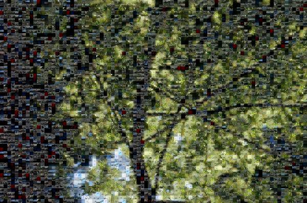 Tree of Life photo mosaic