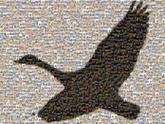 bird art logo animals silhouette graphics symbols wildlife