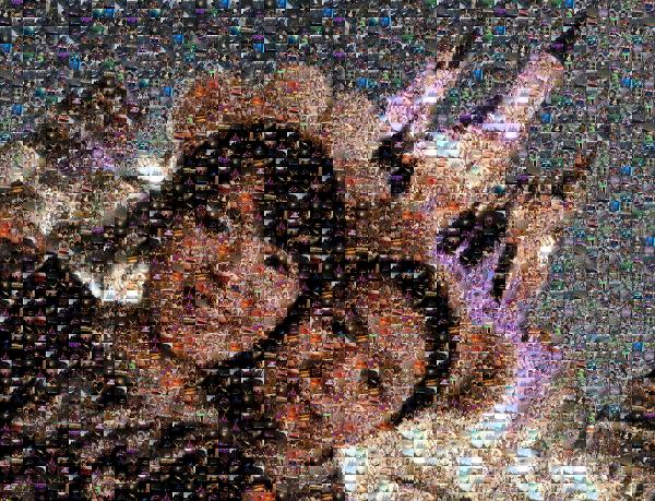 A Disneyland Selfie photo mosaic