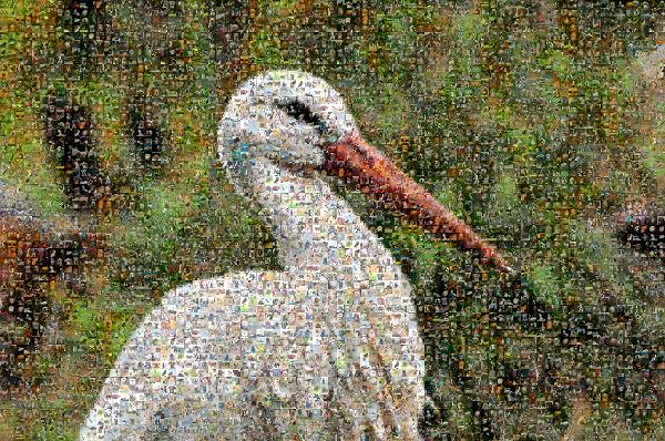 Swan photo mosaic