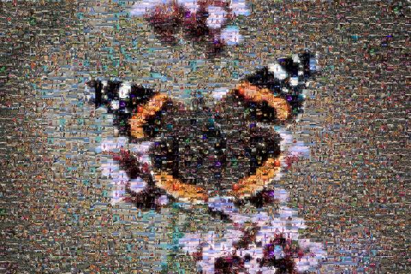 Beautiful Butterfly  photo mosaic