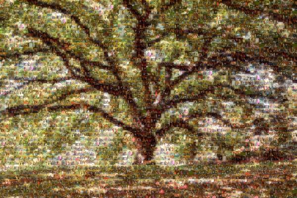 A Large Tree photo mosaic
