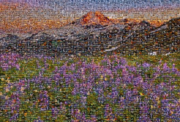 A Beautiful Meadow photo mosaic