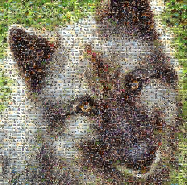 The Family Dog photo mosaic