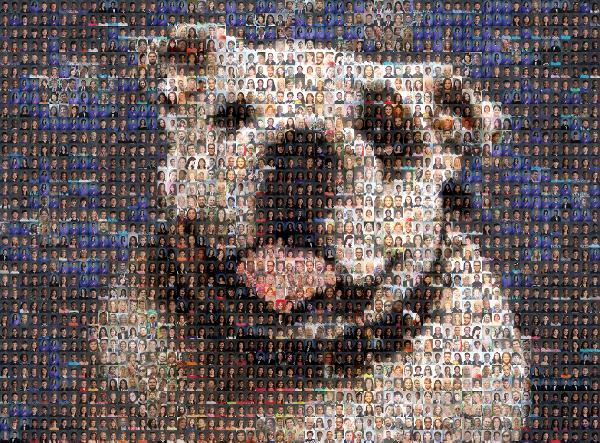 Happy Bulldog photo mosaic
