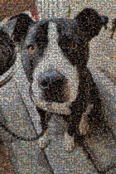 Brutus photo mosaic