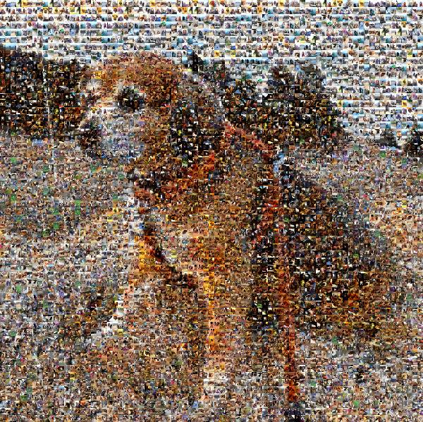 Out For A Walk photo mosaic