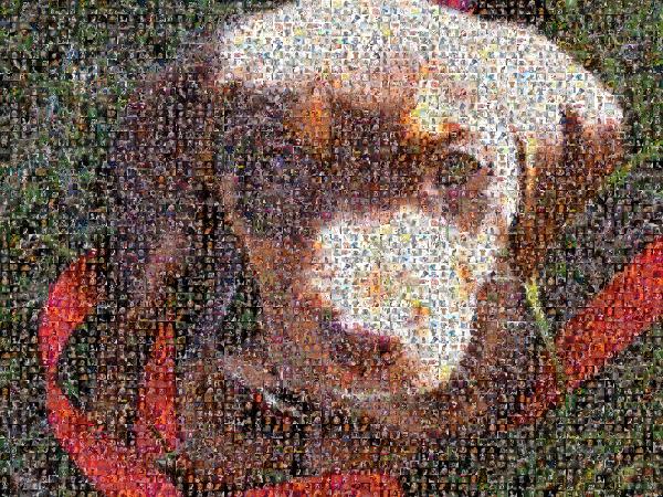 Puppy photo mosaic