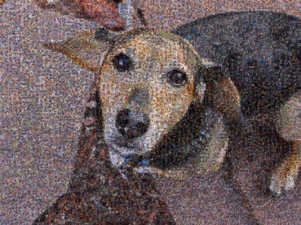 Daisy photo mosaic