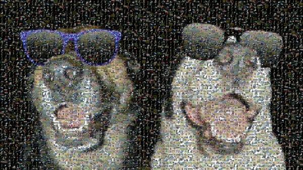 Real Cool Dogs photo mosaic