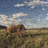 elephant wildlife safari landscape animals field skyline