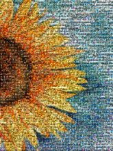 sunflower, flower, petals, relationship, mosaic