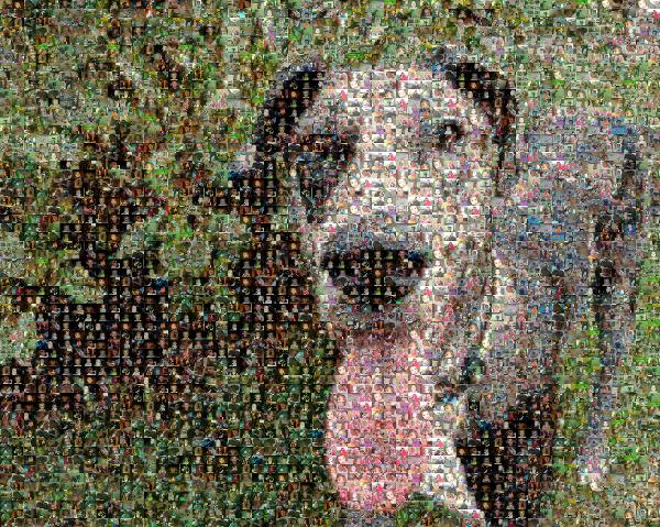 Dog in the Yard photo mosaic