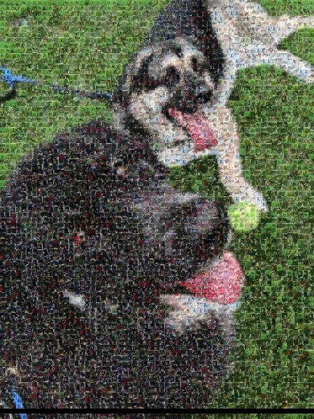Playful Dogs photo mosaic