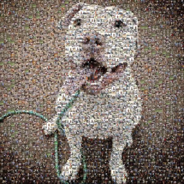 Out for a Walk photo mosaic