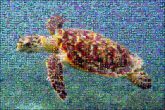 sea turtles animals wildlife ocean under water 
