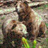 grizzly bears animals wildlife nature outdoors outside 