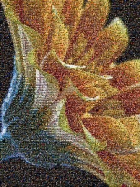 A Daisy photo mosaic