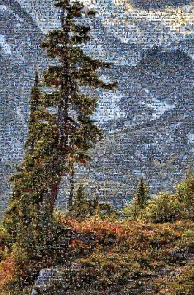 The Wild photo mosaic