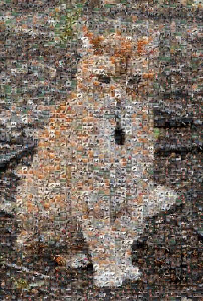 A Pensive Orange Cat photo mosaic