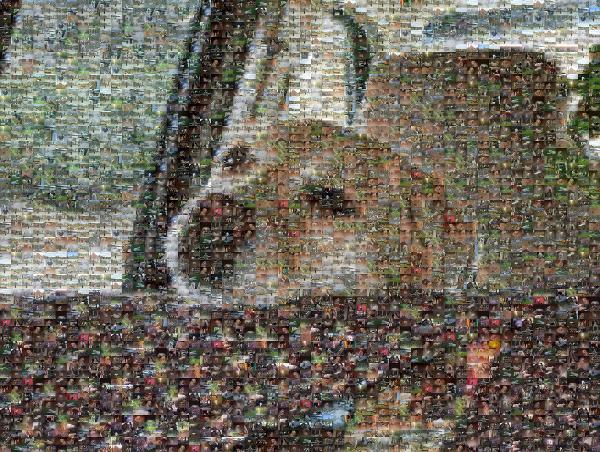 Dog Going for a Ride photo mosaic