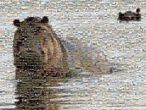 Hippo photo mosaic