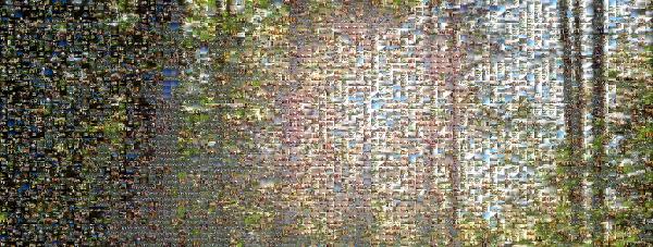 Trees photo mosaic