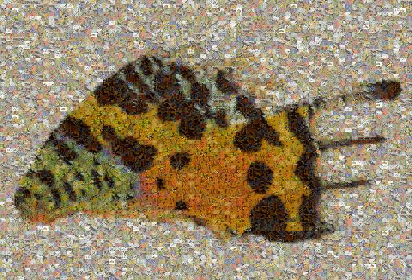 Butterfly Wing photo mosaic