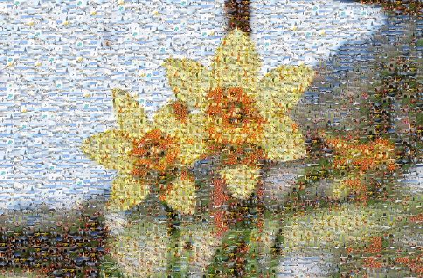 Daffodils photo mosaic