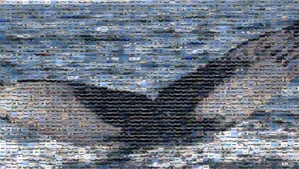Whale Watching photo mosaic