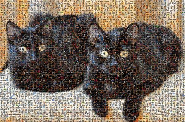 Black Cats photo mosaic