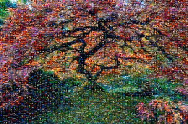 Vibrant Tree photo mosaic