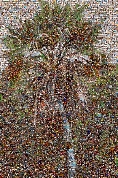 Palm Tree photo mosaic