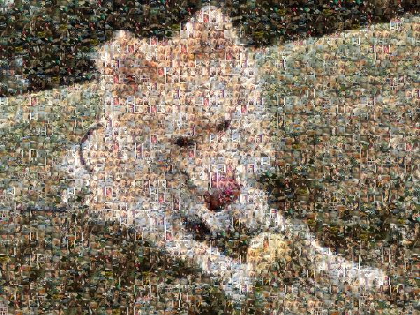 Happy Pup photo mosaic