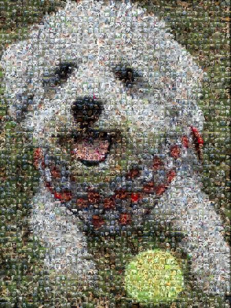 Playful Pup photo mosaic