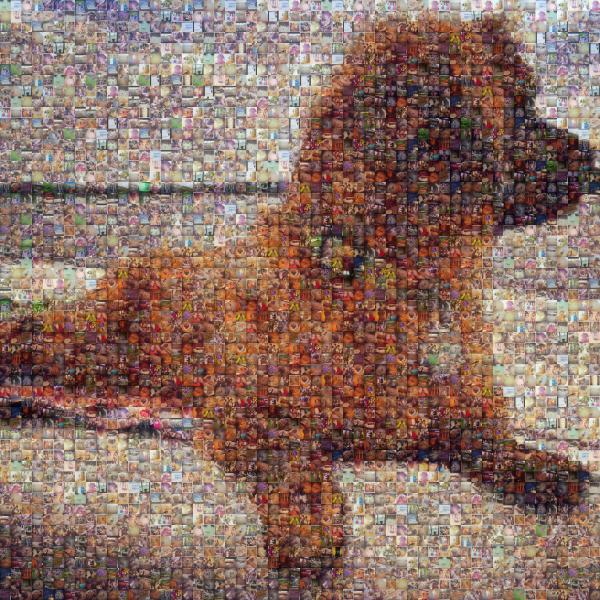 A Fluffy Dog photo mosaic