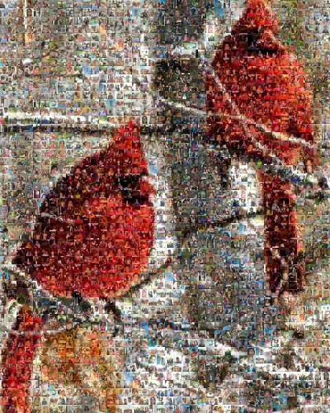 Cardinals photo mosaic