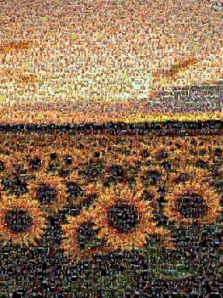 A Field of Sunflowers photo mosaic
