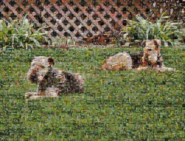 Dogs photo mosaic