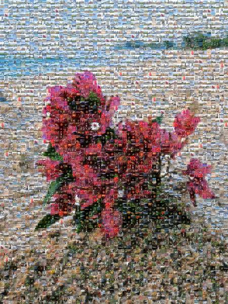 Beachside Bouquet photo mosaic