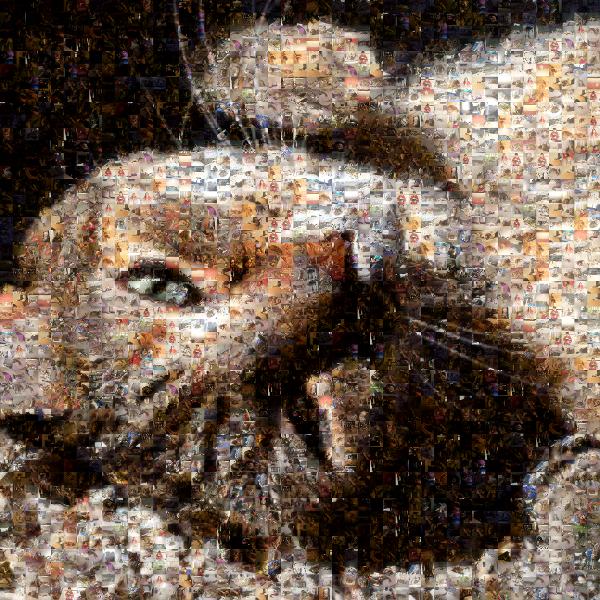 A Cozy Cat photo mosaic