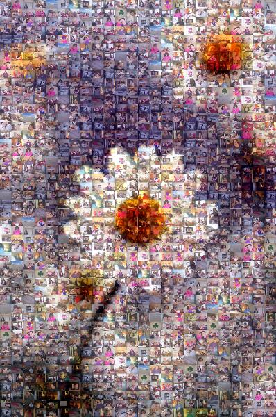 Daisies photo mosaic