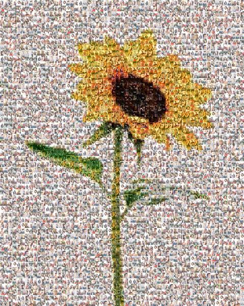 Sunflower photo mosaic