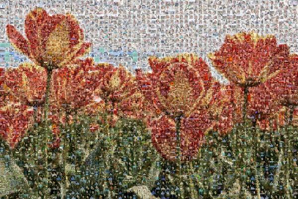 Field of Flowers photo mosaic