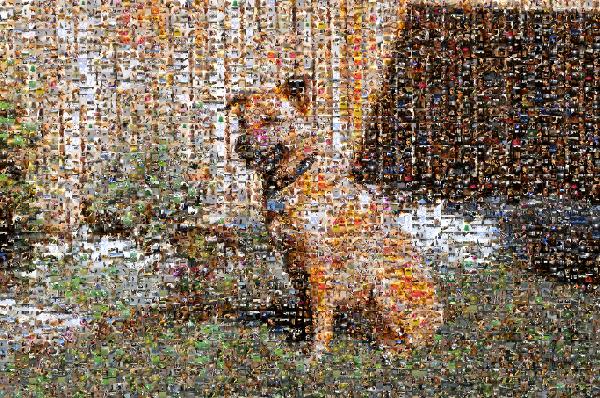 Dog in the Yard photo mosaic