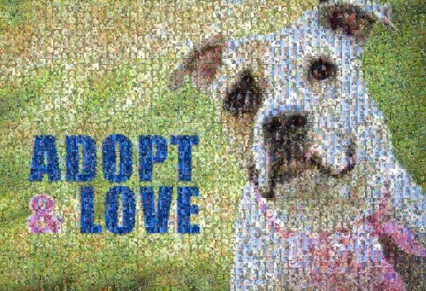 Adopt & Love photo mosaic